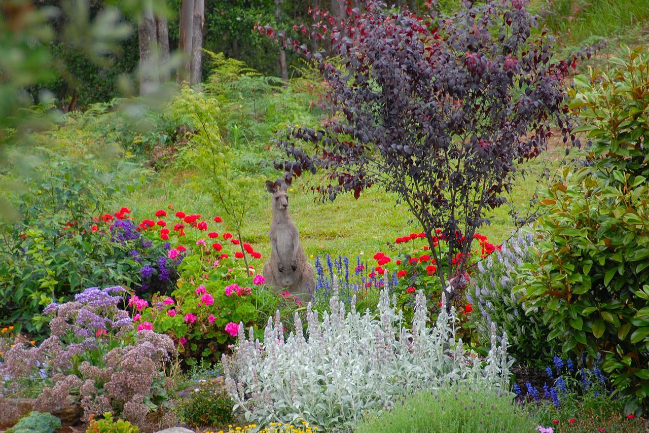 Skyview Villa Kangaroo Valley Eksteriør billede